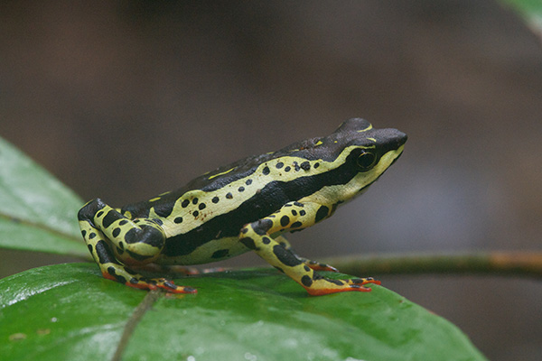 Common Harlequin Toad (Atelopus spumarius)