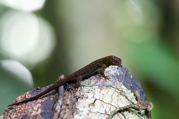 Bridled Forest Gecko (Gonatodes humeralis)