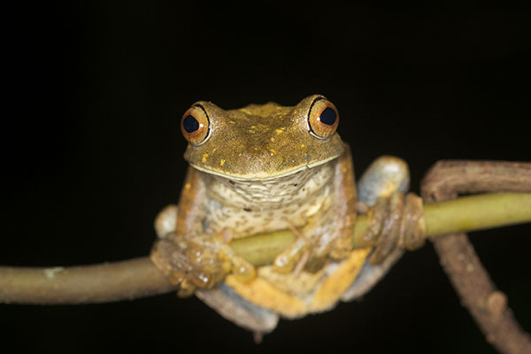 Map Treefrog (Boana geographica)