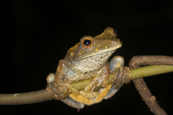 Map Treefrog (Boana geographica)