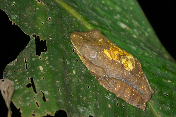 Map Treefrog (Boana geographica)