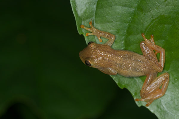 Many-lined Treefrog (Dendropsophus haraldschultzi)