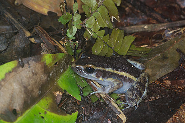 Painted Antnest Frog (Lithodytes lineatus)