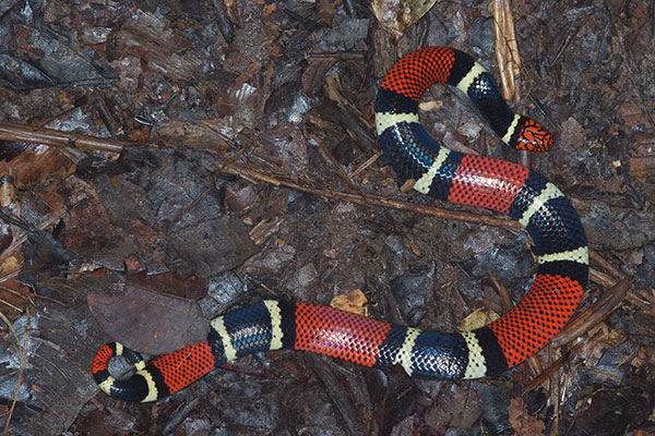 Aquatic Coral Snake (Micrurus surinamensis surinamensis)