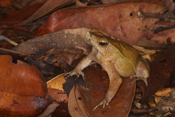 Sharp-nosed Toad (Rhinella dapsilis)