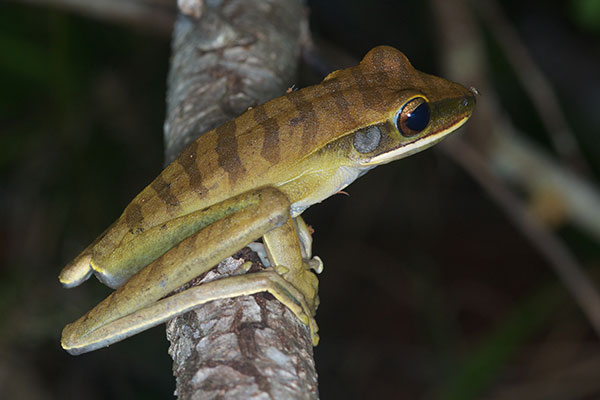 Rocket Treefrog (Boana lanciformis)