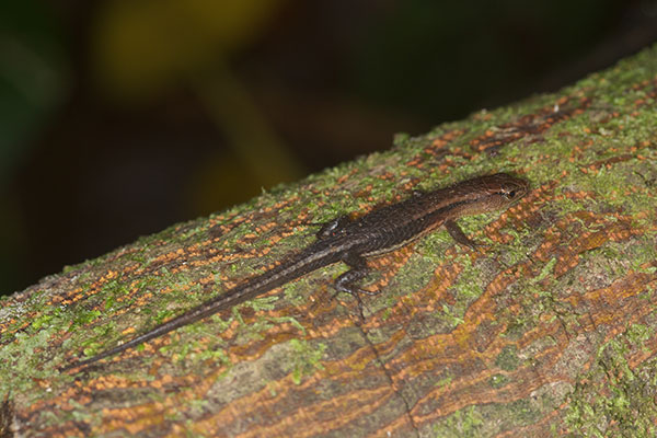 Black-bellied Forest Lizard (Alopoglossus atriventris)