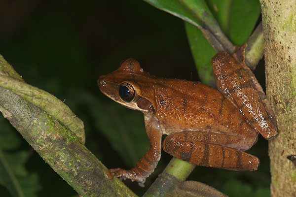 Flat-headed Bromeliad Treefrog (Osteocephalus planiceps)