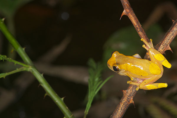 Variable Clown Treefrog (Dendropsophus triangulum)