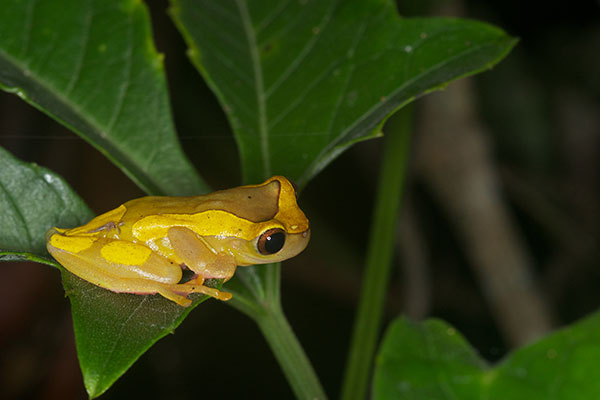 Variable Clown Treefrog (Dendropsophus triangulum)