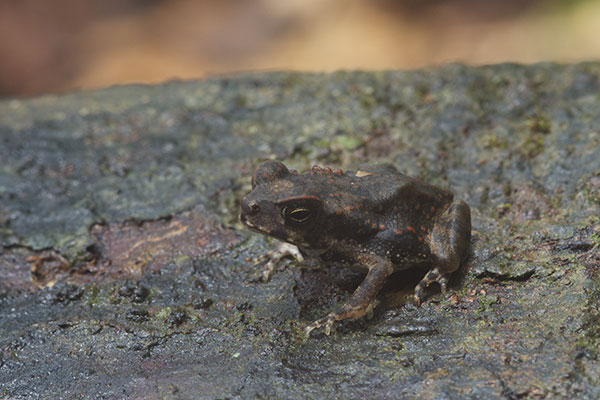 Cane Toad (Rhinella marina)