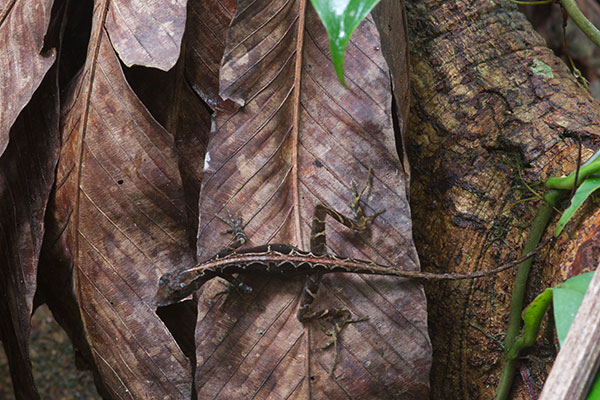 Common Forest Anole (Anolis trachyderma)