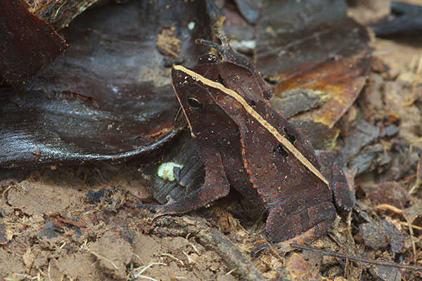 Crested Forest Toad (Rhinella "margaritifera")