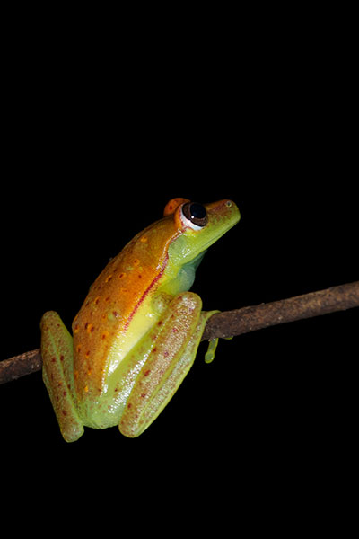 Polkadot Treefrog (Boana punctata)