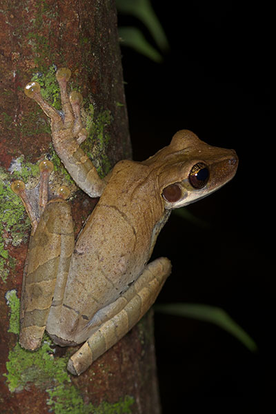 Flat-headed Bromeliad Treefrog (Osteocephalus planiceps)