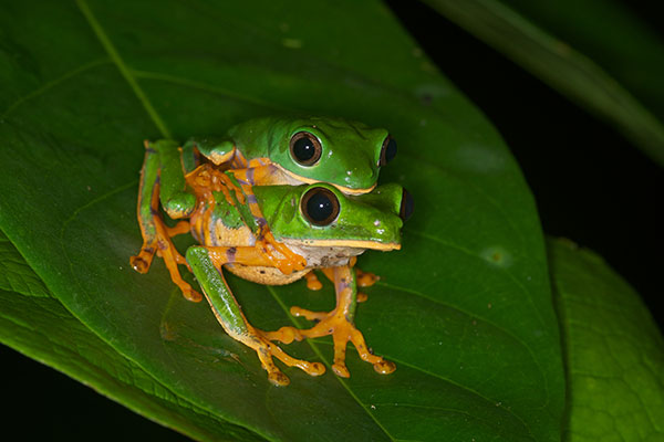 Barred Monkey Frog (Phyllomedusa tomopterna)