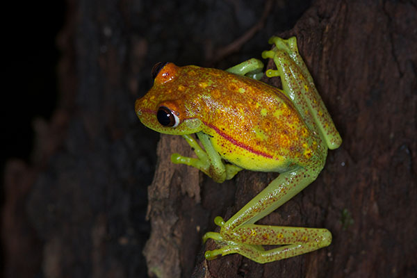 Polkadot Treefrog (Boana punctata)