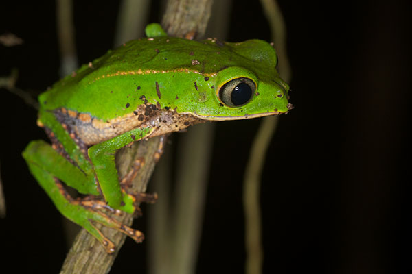 White-lined Monkey Frog (Phyllomedusa vaillantii)