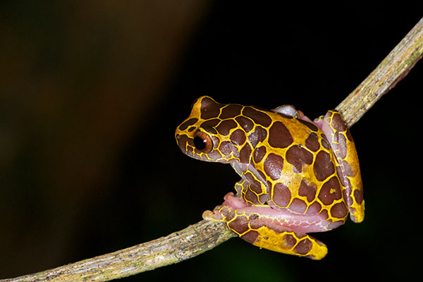 Clown Treefrog (Dendropsophus leucophyllatus)