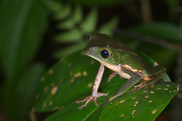 White-lined Monkey Frog (Phyllomedusa vaillantii)