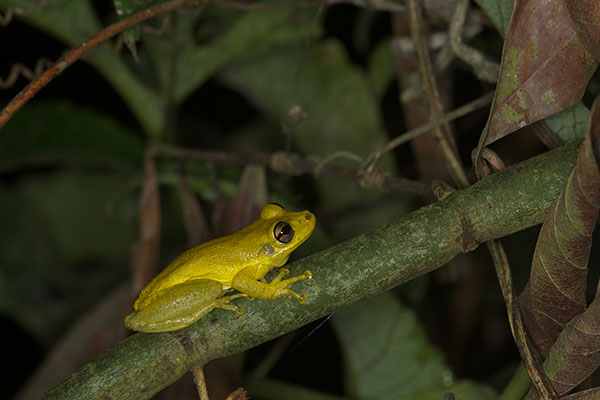 Two-striped Treefrog (Scinax ruber)