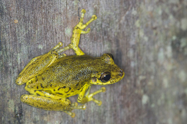 Two-striped Treefrog (Scinax ruber)