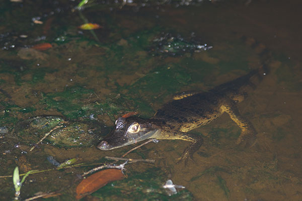 Common Caiman (Caiman crocodilus)