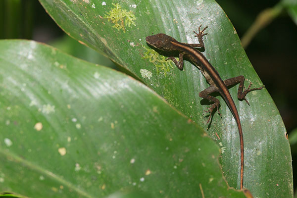 Brown-eared Anole (Anolis fuscoauratus)