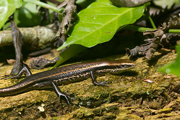 South American Spotted Skink (Copeoglossum nigropunctatum)