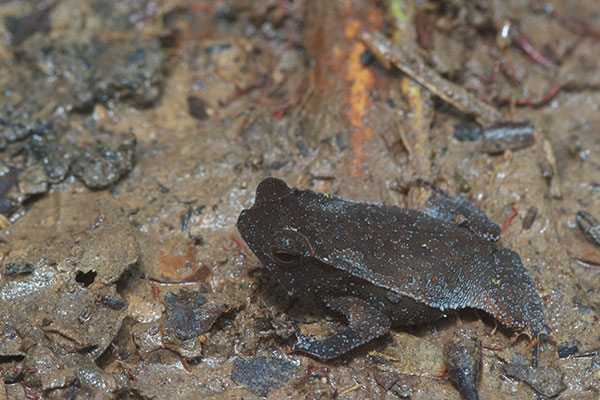 Crested Forest Toad (Rhinella "margaritifera")