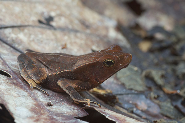 Crested Forest Toad (Rhinella "margaritifera")