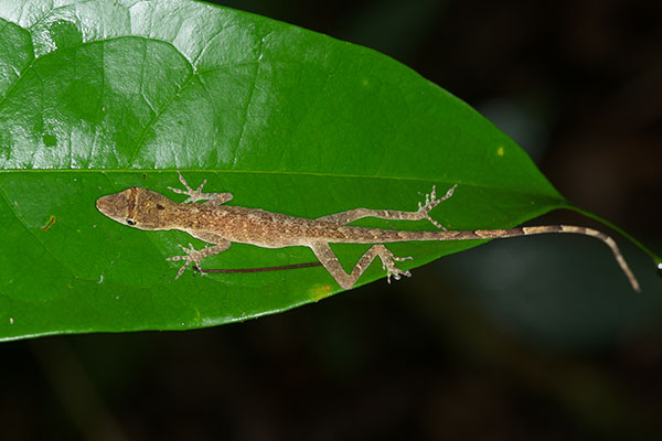 Brown-eared Anole (Anolis fuscoauratus)