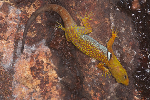 Collared Forest Gecko (Gonatodes concinnatus)