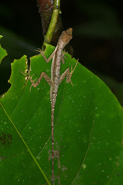 Common Forest Anole (Anolis trachyderma)