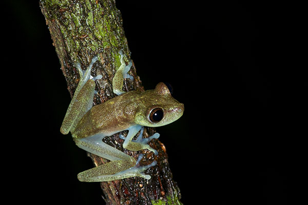 Nymph Treefrog (Boana nympha)