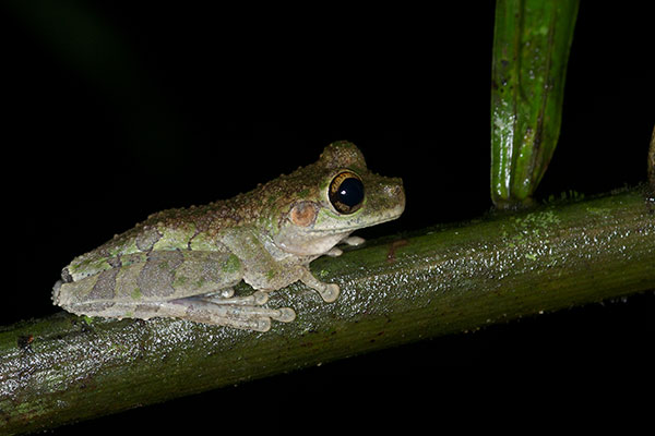 Buckley’s Slender-legged Treefrog (Osteocephalus buckleyi)