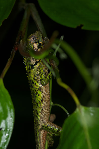 Olive Tree Runner (Plica umbra ochrocollaris)