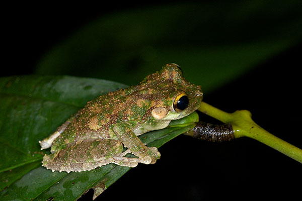 Buckley’s Slender-legged Treefrog (Osteocephalus buckleyi)