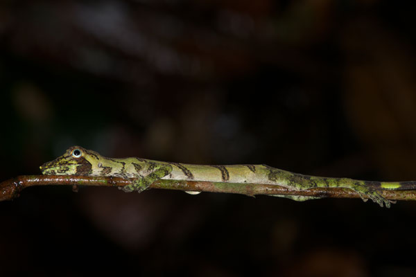 Banded Tree Anole (Anolis transversalis)