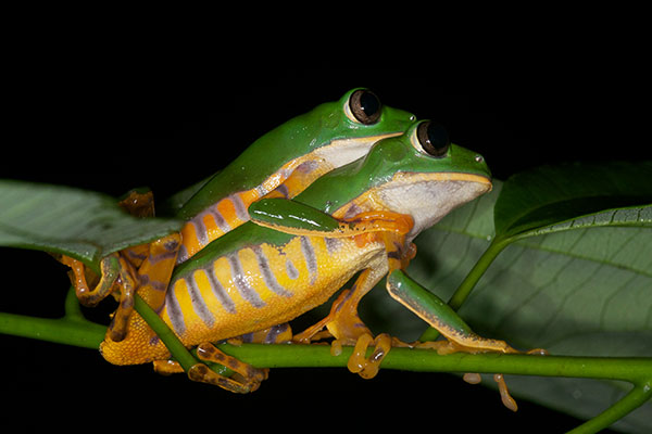 Barred Monkey Frog (Phyllomedusa tomopterna)