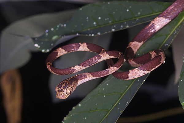 Common Blunt-headed Tree Snake (Imantodes cenchoa)