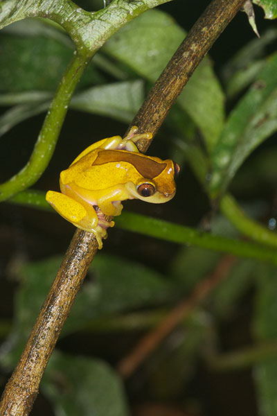 Variable Clown Treefrog (Dendropsophus triangulum)