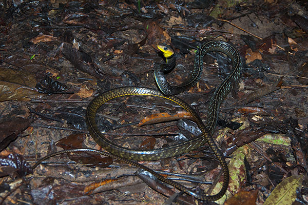 Common Whipsnake (Chironius exoletus)