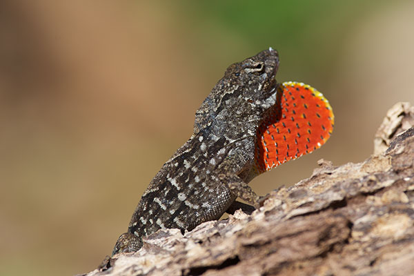 Cuban Brown Anole (Anolis sagrei sagrei)