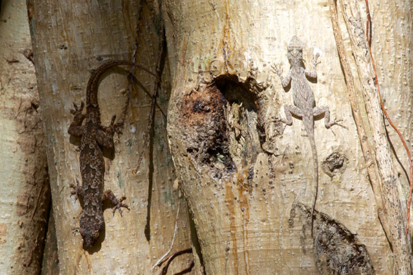 Florida Bark Anole (Anolis distichus floridanus)