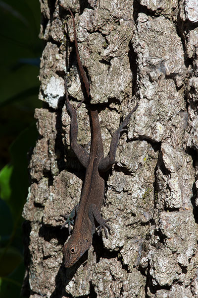 Puerto Rican Crested Anole (Anolis cristatellus cristatellus)