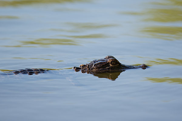 American Alligator (Alligator mississippiensis)