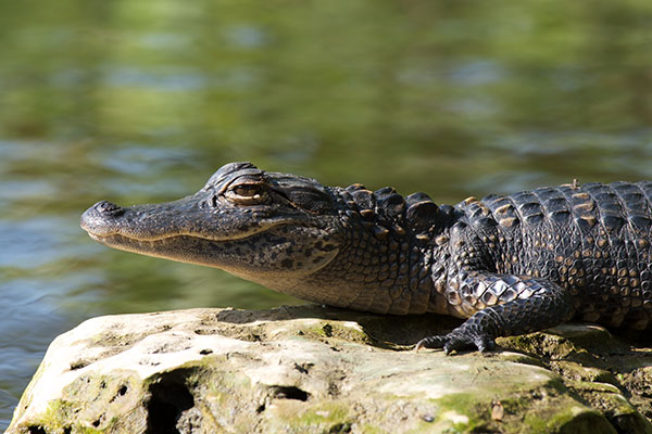 American Alligator (Alligator mississippiensis)