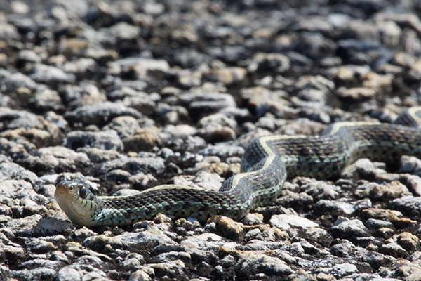 Eastern Gartersnake (Thamnophis sirtalis sirtalis)