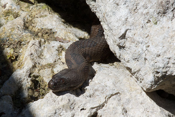 Brown Watersnake (Nerodia taxispilota)